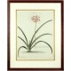 Lilio - Narcissus V. Japan-Lily wiht lesser Flowerr