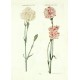 Caryophyllus VI. - VII.