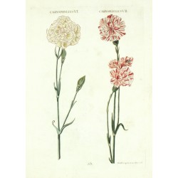 Caryophyllus VI. - VII.