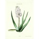 Hyacinthus XII.