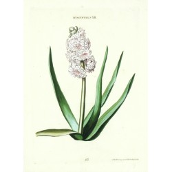 Hyacinthus XII.