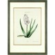 Hyacinthus XII.