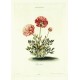 Ranunculus V.