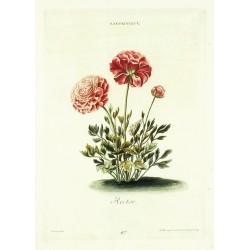 Ranunculus V.
