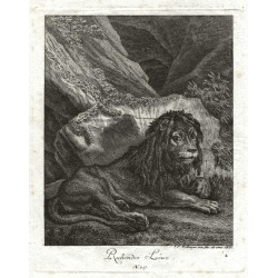 Ruhender Löwe
