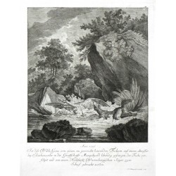 Anno 1736. Ist dise Wilde Gans von einem ... Fuchsen ... lebendig gefangen