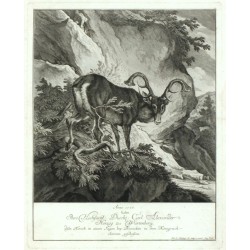 Anno 1728 ... haben  ... disen Hirsch ... geschossen