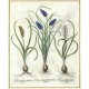 Hyacinthus Botryoides ... Muscari ...