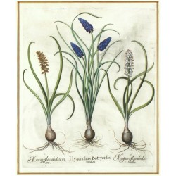 Hyacinthus Botryoides ... Muscari ...