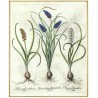 Hyacinthus Botryoides ... Muscari ...