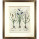Hyacinthus Botryoides ... Muscari ...