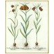Fritillaria