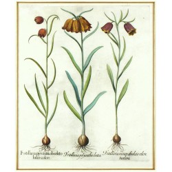 Fritillaria