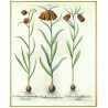 Fritillaria