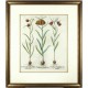 Fritillaria