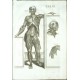 Tabulae anatomicae ...