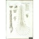 Tabulae anatomicae ...