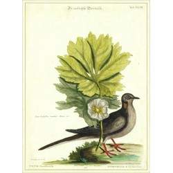 Die carolinische Turteltraübe