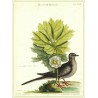 Die carolinische Turteltraübe