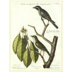 Der kleine braüne Fliegenstecher