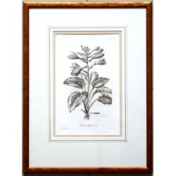 Hosta Japonica