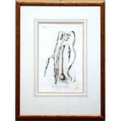 Tulipa Breyniana ß pendula