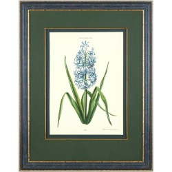 Hyacinth - copperplate engraving, Wirzing, 1771 - Hyacinthus XI.