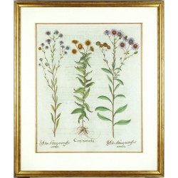 Astry - Besler - 1613 - Aster Atticus ... Conyzamedia ...