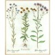 Aster - Besler - 1613 - Aster Atticus ... Conyzamedia ...