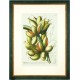 Bananen - Musae fructu breviori - Kupferstich - Trew - 1752