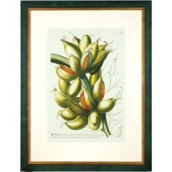 Bananen - Musae fructu breviori - Kupferstich - Trew - 1752
