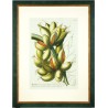 Bananen - Musae fructu breviori - Kupferstich - Trew - 1752