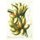 Bananas - Musae fructu breviori - copperplate - Trew - 1752