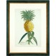 Ananas aculeatus - Kupferstich - Trew - 1750