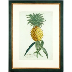 Ananas aculeatus - Kupferstich - Trew - 1750