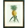 Pineapple - Ananas aculeatus - copperplate - Trew - 1752