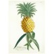 Pineapple - Ananas aculeatus - copperplate - Trew - 1752