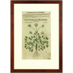 Mattioli - Meerfenchel - Holzschnitt, 1563