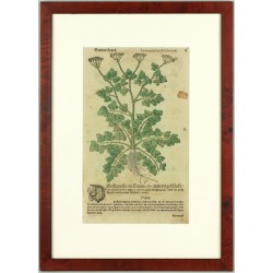 Mattioli - Sellerie - Gemeiner Eppich - Holzschnitt, 1563