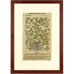 Mattioli - Osterluzei - Runde Osterlucey - dřevořez, 1563