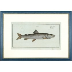 The huchen - Salmo Hucho - copperplate, Bloch, 1784