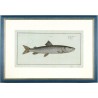 The huchen - Salmo Hucho - copperplate, Bloch, 1784
