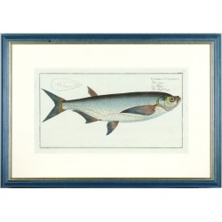 Ziege - Cyprinus Cultratus - Kupferstich, Bloch, 1784