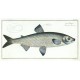 Maraena whitefish - Salmo Mareana - copperplate, Bloch, 1784