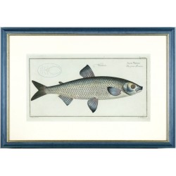 Ostseeschnäpel - Salmo Mareana - Kupferstich, Bloch, 1784