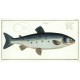 Atlantic salmon - Salmo Salar - copperplate, Bloch, 1784