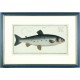 Atlantischer Lachs - Salmo Salar - Kupferstich, Bloch, 1784