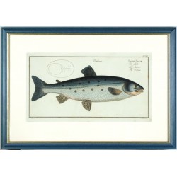 Atlantic salmon - Salmo Salar - copperplate, Bloch, 1784