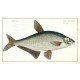 Zope - Cyprinus Ballerus - copperplate, Bloch, 1784