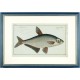 Zope - Cyprinus Ballerus - copperplate, Bloch, 1784